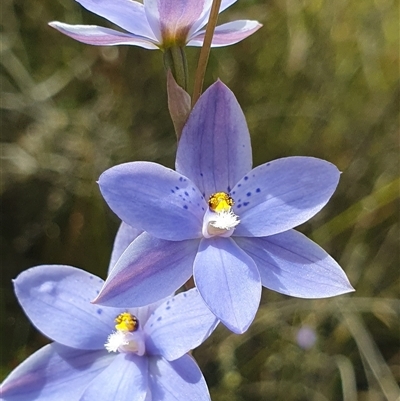 Thelymitra ixioides (Dotted Sun Orchid) at Bundanoon, NSW - Yesterday by Bubbles