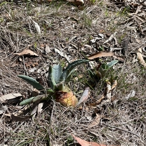 Agave americana (Century Plant) at Hackett, ACT - 23 Sep 2025 by Lisa.Jok