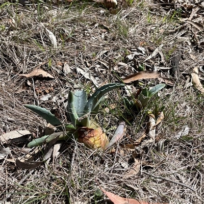 Agave americana (Century Plant) at Hackett, ACT - 23 Sep 2025 by Lisa.Jok