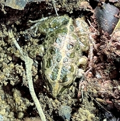 Limnodynastes tasmaniensis (Spotted Grass Frog) at Watson, ACT - 27 Sep 2025 by Lisa.Jok