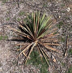 Yucca aloifolia (Spanish Bayonet) at Ainslie, ACT - 23 Sep 2025 by Lisa.Jok