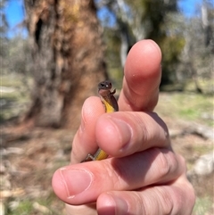 Hemiergis talbingoensis talbingoensis (Eastern Three-toed Earless Skink) at Bruce, ACT - 26 Sep 2025 by Lisa.Jok