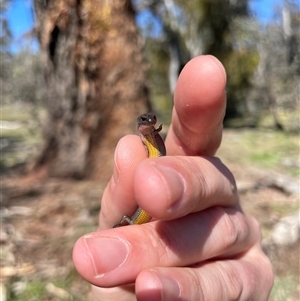Hemiergis talbingoensis at Bruce, ACT - 26 Sep 2025 by Lisa.Jok