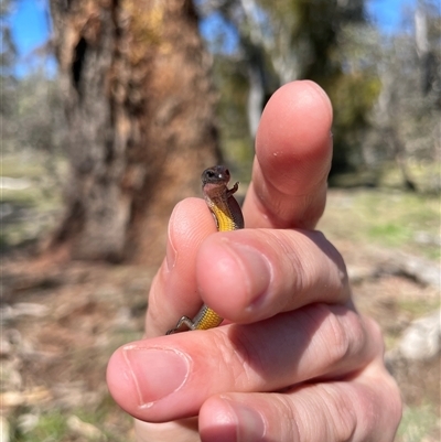 Hemiergis talbingoensis talbingoensis (Eastern Three-toed Earless Skink) at Bruce, ACT - 26 Sep 2025 by Lisa.Jok