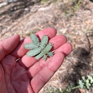 Acacia baileyana (Cootamundra Wattle, Golden Mimosa) at O'Connor, ACT - 26 Sep 2025 by Lisa.Jok