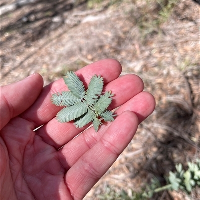 Acacia baileyana (Cootamundra Wattle, Golden Mimosa) at O'Connor, ACT - 26 Sep 2025 by Lisa.Jok