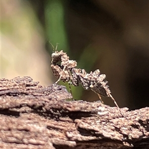 Archimantis sp. (genus) at Hackett, ACT - 23 Sep 2025 by Lisa.Jok
