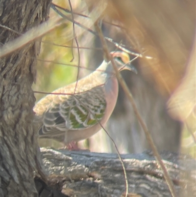 Phaps chalcoptera (Common Bronzewing) at Watson, ACT - 27 Sep 2025 by Lisa.Jok