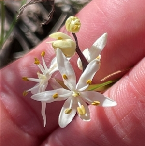 Wurmbea dioica subsp. dioica (Early Nancy) at Watson, ACT - 27 Sep 2025 by Lisa.Jok