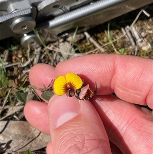 Bossiaea prostrata (Creeping Bossiaea) at Watson, ACT - 27 Sep 2025 by Lisa.Jok