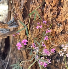 Glycine clandestina (Twining Glycine) at Watson, ACT - 27 Sep 2025 by Lisa.Jok