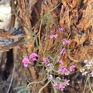 Glycine clandestina (Twining Glycine) at Watson, ACT - 27 Sep 2025 by Lisa.Jok