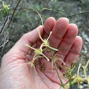 Clematis leptophylla (Small-leaf Clematis, Old Man's Beard) at Watson, ACT - 30 Sep 2025 by Lisa.Jok