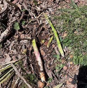 Asparagus officinalis (Asparagus) at Hackett, ACT - 23 Sep 2025 by Lisa.Jok