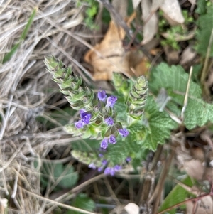 Salvia verbenaca var. verbenaca (Wild Sage) at Hackett, ACT - 30 Sep 2025 by Lisa.Jok