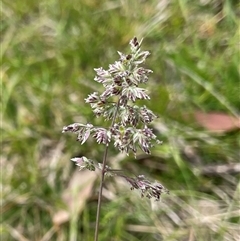 Poa pratensis (Kentucky Bluegrass) at Hackett, ACT - 30 Sep 2025 by Lisa.Jok
