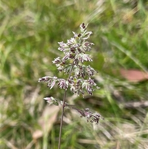 Poa pratensis (Kentucky Bluegrass) at Hackett, ACT - 30 Sep 2025 by Lisa.Jok