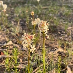 Stackhousia monogyna (Creamy Candles) at Watson, ACT - 30 Sep 2025 by Lisa.Jok