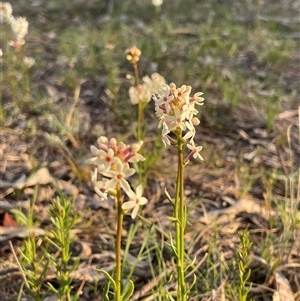 Stackhousia monogyna (Creamy Candles) at Watson, ACT - 30 Sep 2025 by Lisa.Jok