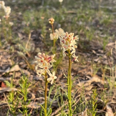 Stackhousia monogyna (Creamy Candles) at Watson, ACT - 30 Sep 2025 by Lisa.Jok