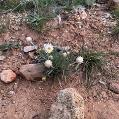 Leucochrysum albicans subsp. tricolor (Hoary Sunray) at Watson, ACT - 30 Sep 2025 by Lisa.Jok