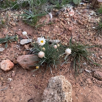 Leucochrysum albicans subsp. tricolor (Hoary Sunray) at Watson, ACT - 30 Sep 2025 by Lisa.Jok