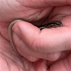 Morethia boulengeri (Boulenger's Skink) at Watson, ACT - 21 Sep 2025 by Lisa.Jok