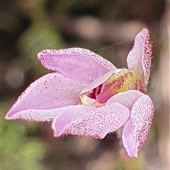 Caladenia sp. by Bubbles
