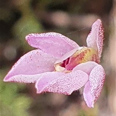 Caladenia sp. at  - suppressed by Bubbles