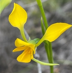Diuris nigromontana (Black Mountain Leopard Orchid) at Aranda, ACT - Yesterday by Clarel
