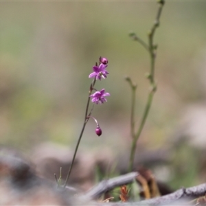 Arthropodium minus (Small Vanilla Lily) at Kenny, ACT - Yesterday by rhyshardy