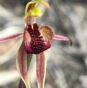 Caladenia actensis (Canberra Spider Orchid) by Clarel