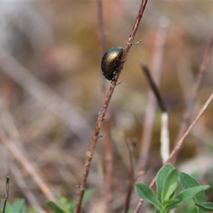 Chrysolina quadrigemina (Greater St Johns Wort beetle) at Kenny, ACT - Yesterday by rhyshardy