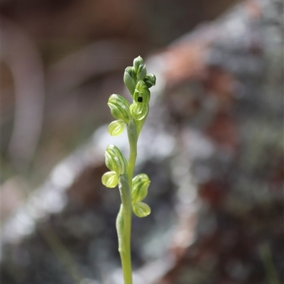 Bunochilus montanus (ACT) = Pterostylis jonesii (NSW) at Watson, ACT - Yesterday by rhyshardy