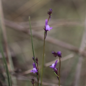 Linaria pelisseriana at Watson, ACT - Yesterday by rhyshardy