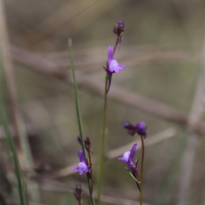 Linaria pelisseriana (Pelisser's Toadflax) at Watson, ACT - 6 Oct 2025 by rhyshardy
