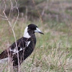 Gymnorhina tibicen (Australian Magpie) at Watson, ACT - 6 Oct 2025 by rhyshardy