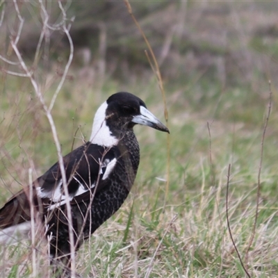 Gymnorhina tibicen (Australian Magpie) at Watson, ACT - 6 Oct 2025 by rhyshardy