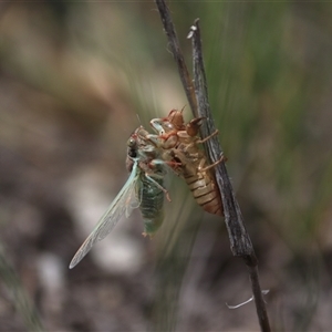 Atrapsalta sp. (genus) (Unidentified bark squeaker) at Watson, ACT - Yesterday by rhyshardy