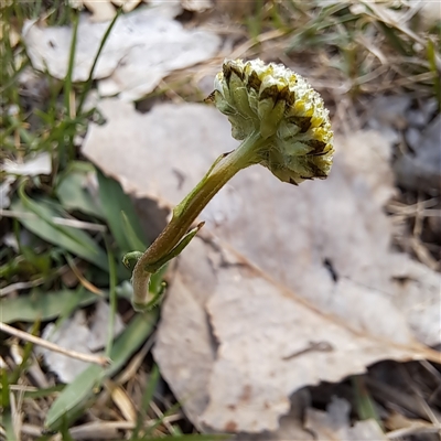Craspedia variabilis (Common Billy Buttons) at Watson, ACT - 29 Sep 2025 by abread111