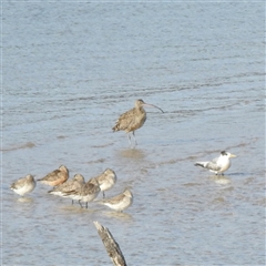 Limosa lapponica at Potato Point, NSW - 5 Oct 2025 by HelenCross