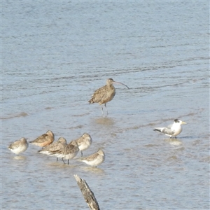 Limosa lapponica at Potato Point, NSW - 5 Oct 2025 by HelenCross