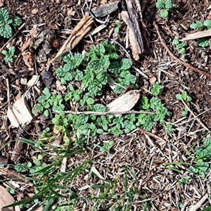 Marrubium vulgare (Horehound) at Watson, ACT - 29 Sep 2025 by abread111