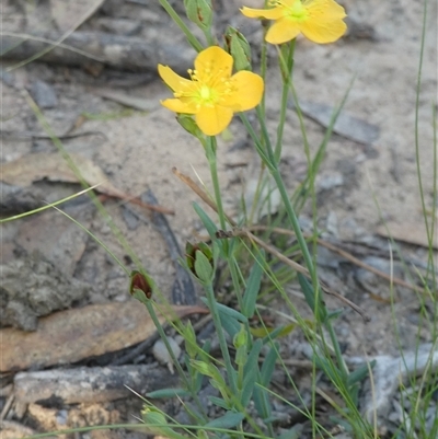 Hypericum gramineum (Small St Johns Wort) at Ballyroe, NSW - 16 Nov 2017 by TwoRivers