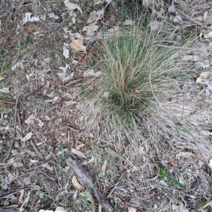 Nassella trichotoma (Serrated Tussock) at Watson, ACT - 29 Sep 2025 by abread111