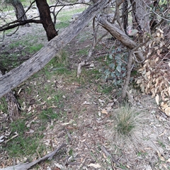 Nassella trichotoma at Watson, ACT - 29 Sep 2025 11:34 AM