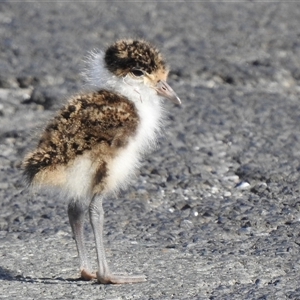 Vanellus miles (Masked Lapwing) at Tuross Head, NSW - 5 Oct 2025 by HelenCross