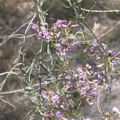 Glycine clandestina (Twining Glycine) at Fadden, ACT - 6 Oct 2025 by DavidDedenczuk