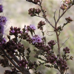 Kunzea parvifolia (Violet Kunzea) at Fadden, ACT - 6 Oct 2025 by DavidDedenczuk