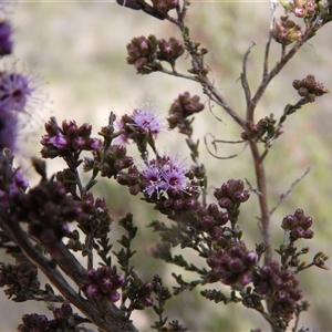 Kunzea parvifolia at Fadden, ACT - Yesterday by DavidDedenczuk